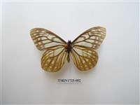 藏品(絹蛺蝶)的圖片